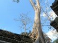 Ta Prohm,  Angkor Thom
