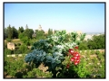 Alhambra - Granada