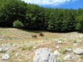 Parco Nazionale del Pollino
