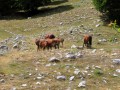Parco Nazionale del Pollino