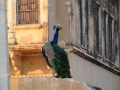 Mandawa