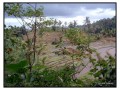 Rice Terraces Singaraja