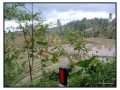 Rice Terraces Singaraja