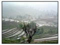 Rice Terraces Singaraja