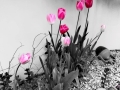 Tulipani