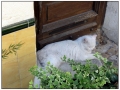 Aramon