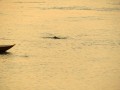 Tramonto e delfini sul Mekong, Kaoh Trong