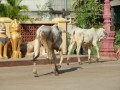 Nokor Bachey, Kampong Cham