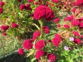 Fiori cambogiani