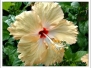 Fiori
