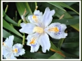 DSCF0013