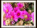 DSCF0018