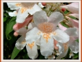 DSCF0021