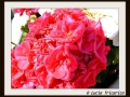 DSCF0047
