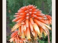 DSCF0081