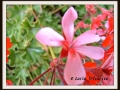 DSCF0085