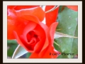 DSCF0087