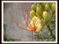 DSCF0091