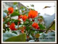 DSCF0093
