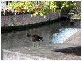 Bruges