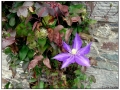 Luss - Scozia