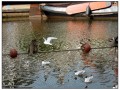 Lemmer