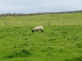 Moher