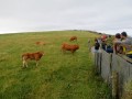 Clif of Moher