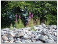 Clava Cairns-Scozia