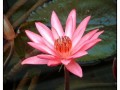 Parco Botanico, Kandy - Sri Lanka