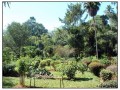 Parco Botanico, Kandy - Sri Lanka