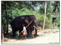 Pinnawela Elephant Orphanage - Sri Lanka