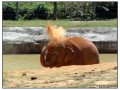 Pinnawela Elephant Orphanage - Sri Lanka