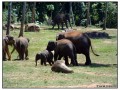 Pinnawela Elephant Orphanage - Sri Lanka