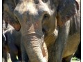 Pinnawela Elephant Orphanage - Sri Lanka
