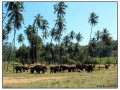 Pinnawela Elephant Orphanage - Sri Lanka