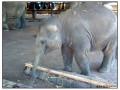 Pinnawela Elephant Orphanage - Sri Lanka