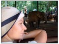 Pinnawela Elephant Orphanage - Sri Lanka