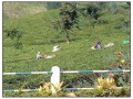 Nuwara Eliya - Sri Lanka