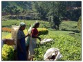 Nuwara Eliya - Sri Lanka