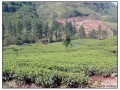 Nuwara Eliya - Sri Lanka
