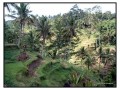 Kintamani - Bali