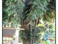 Kintamani-Bali