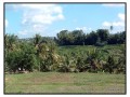 Kintamani-Bali
