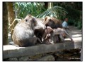 Monkey Forest, Ubud - Bali