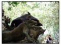 Monkey Forest, Ubud - Bali