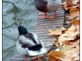 El parque del Buen Retiro - Madrid