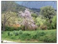 Giardini di Ninfa, Sermoneta - Latina