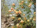 Giardini di Ninfa, Sermoneta - Latina