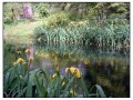Giardini di Ninfa, Sermoneta - Latina